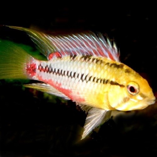 Apistogramma hongsloi red